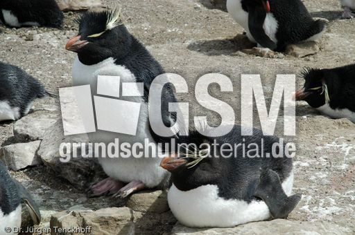 Felsenpinguine (11 von 40).jpg